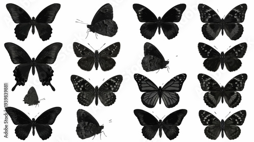 Collection of black silhouettes of various butterfly species.