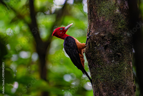 Картината върху платно Red-necked Woodpecker (Campephilus rubricollis) on a mossy tree trunk, foraging in the lush Amazon rainforest of French Guiana