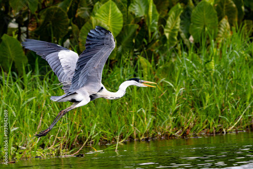 Cocoi heron (Ardea cocoi) catching a fish and flying over wetlands, tropical wildlife in French Guiana, Amazon.
