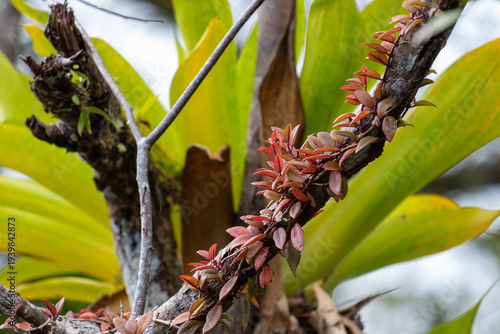 Small reddish leaves of an epiphytic plant climb a mossy branch in the French Guiana rainforest, featuring a lush green tropical leaf background.