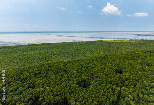 Aerial View of Lush Green Mangrove Forest Along the Coastline