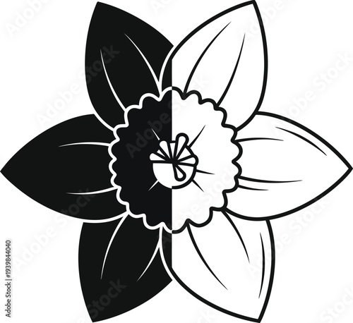Black and white daffodil flower illustration isolated on transparent background, Vector