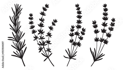 Herbal lavender and rosemary sprigs vector illustration set for natural cosmetics and aromatherapy