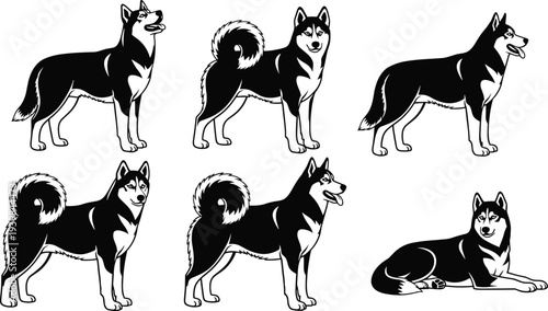 Siberian Husky dog silhouettes set in different poses, standing sitting and lying positions, black and white canine illustration isolated on white background