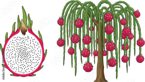 Dragon fruit pitaya plant tree with hanging fruits and sliced dragon fruit illustration, tropical exotic fruit plant isolated on white background