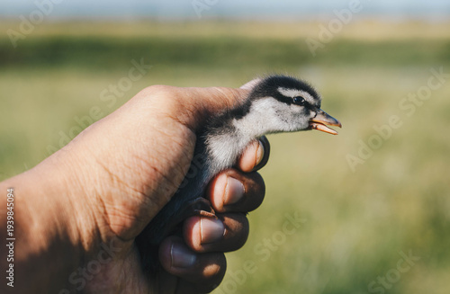 Holding a wild duckling.