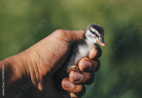 Holding a wild duckling.