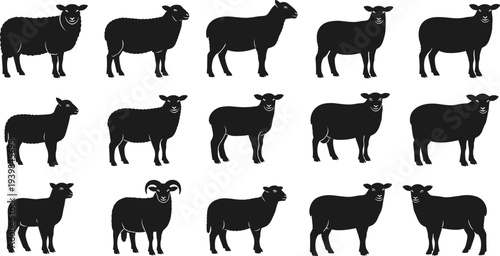 Sheep silhouette vector set, farm livestock animals in multiple standing poses, black and white rural agriculture illustration collection for farming design