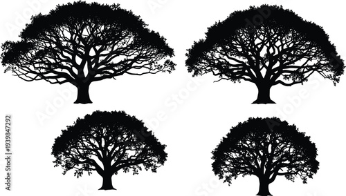 Collection of detailed tree silhouettes with wide branches and dense foliage isolated on white background, nature forest botanical illustration set for landscape design