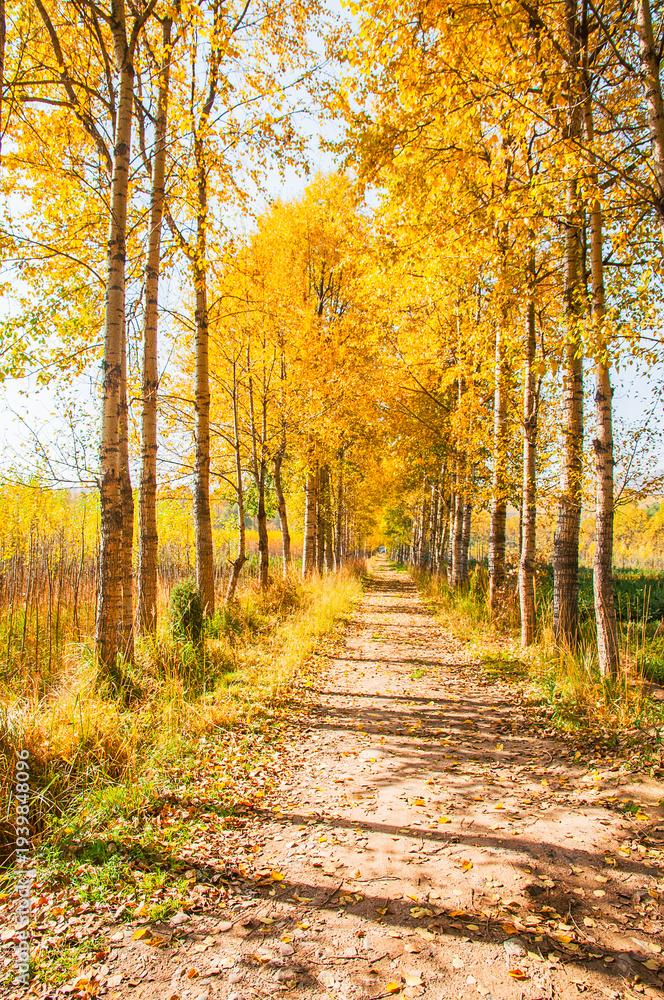 Obraz premium Golden Birch Forest on an Autumn Morning in Huangyuan County, Qinghai, China