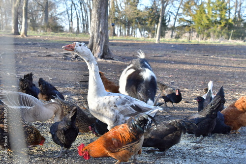 Duck and Chickens