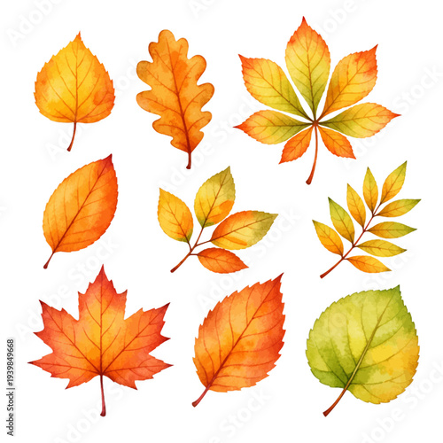 A charming watercolor collection of autumn leaves in warm fall colors for seasonal botanical illustrations and autumn design.