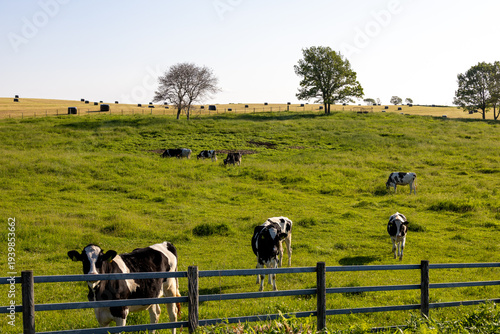 Fotografie Grazing dairy cows on green pasture in summer, Bekkai, Hokkaido, Japan