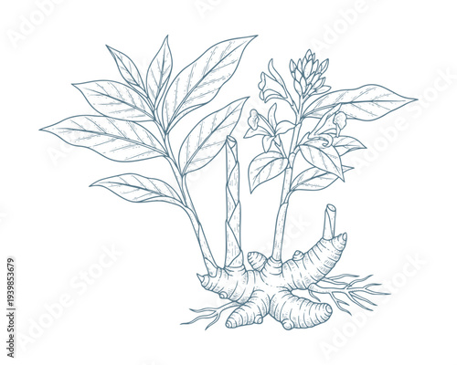 Turmeric plant vector illustration sketch hand drawn style for spice and herb packaging design