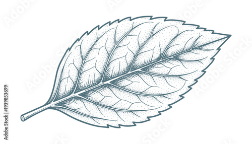 Leaf vector illustration botanical drawing detailed vein structure hand drawn natural element
