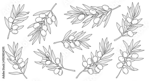 Collection of delicate hand drawn olive branches with ripe olives and leaves isolated on a white background sketch