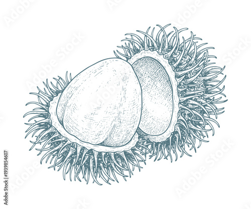 Rambutan fruit vector illustration sketch of exotic tropical plant with spiky shell isolated design