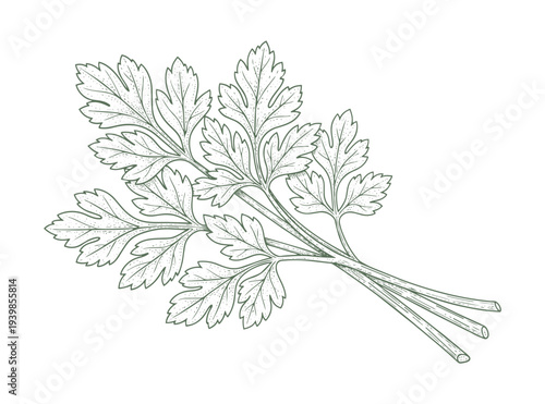 Vector illustration of fresh parsley herb bunch isolated on transparent background.