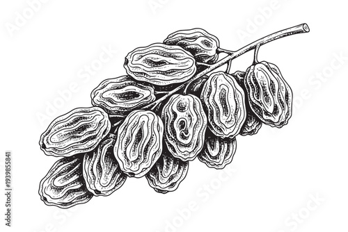 Vector illustration of dried raisins on a vine, detailed sketch on transparent background.