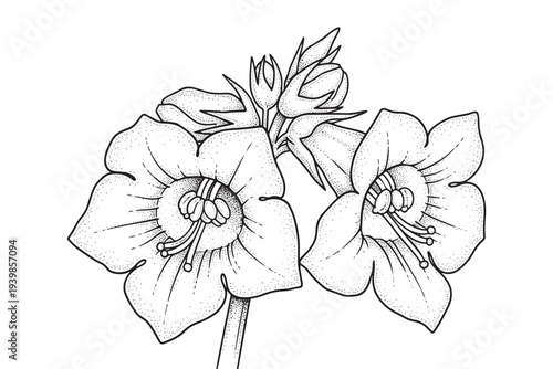 Wildflowers vector illustration, drawing, engraving, ink, line art, and stippling on background