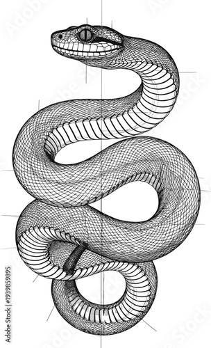 Detailed snake engraving illustration in vintage style showing coiled serpent with anatomical line work isolated on white background for tattoo design, mythology, and wildlife concept