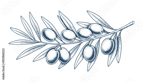 Olive branch vector illustration, natural product with leaves and fruits, mediterranean food engraving