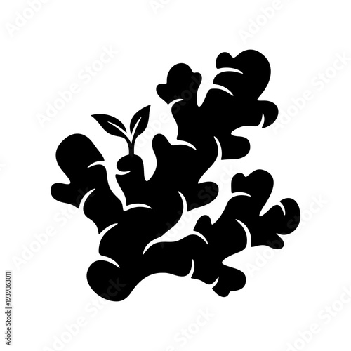 Ginger Root Illustration