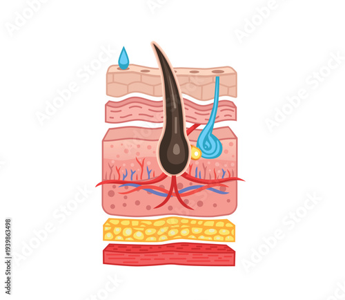Human Skin Layers and Hair Follicle Anatomy