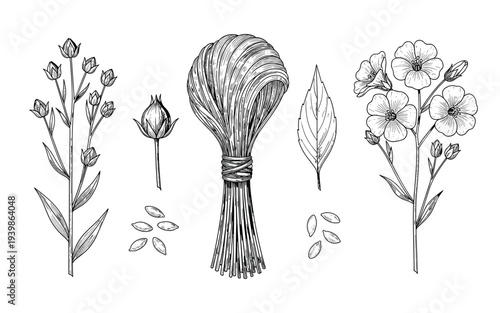 Flax plant vector illustration with seeds and flowers on transparent background