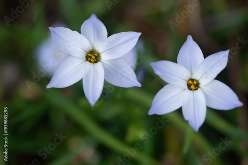 ハナニラの花