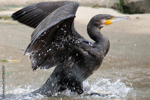 カワウの羽ばたき