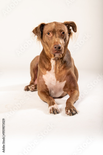 Mixed Breed Medium Sized Brown Dog Laying Down on a White Backdrop