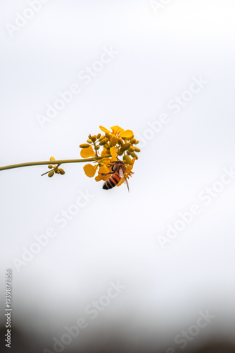 a bumble bee looking for pollen among some yellow flowers petals