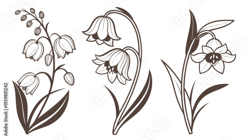 Vintage Botanical Line Art Vector Illustration of Bell Shaped Flowers