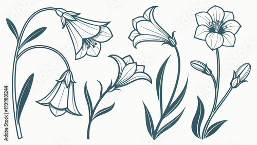 Vintage Bellflower Line Art Set Hand Drawn Campanula Flower Vectors