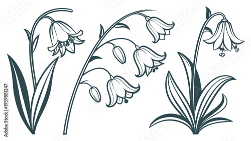 Set of Hand Drawn Botanical Bellflower Vector Illustrations