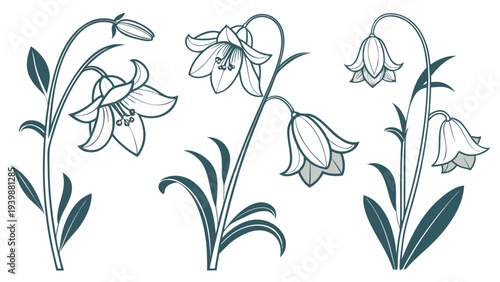 Elegant Lily and Bell Flower Botanical Vector Line Art Set