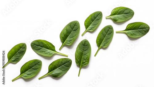 Collection of green leaves on white background