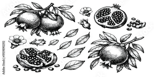 Black and White Hand Drawn Pomegranate Botanical Collection with Whole Fruit, Cut Sections, Leaves and Vintage Engraving Style Illustration.