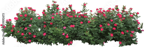 Vibrant pink roses blooming on lush green bush isolated on white background