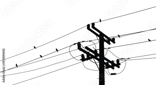 Black and white image of power lines a utility pole and several small birds