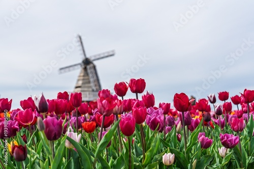 Foto Experience the vibrant beauty of a tulip field in the Netherlands, Europe, featuring colorful tulips and a charming windmill