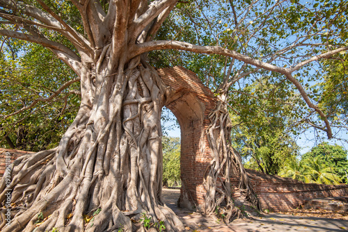 Very anent tree cave in Thailand
