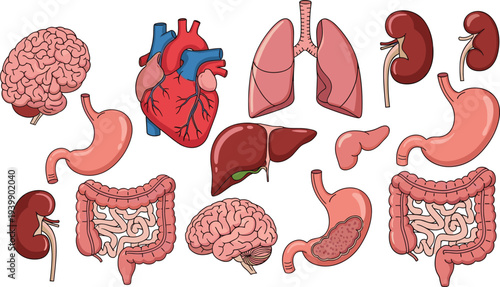 Human Internal Organs Anatomy Vector Set with Brain Heart Lungs Kidneys Stomach Liver Intestines and Digestive System for Medical Education Biology and Health Design Projects