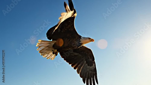 Bald eagle glides across a clear blue sky near a bright sun, wings spread wide in smooth flight, conveying freedom and wild nature energy
