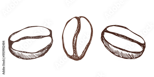 Set of hand drawn fresh roasted coffee bean Arabica robusta seed doodle Single element for design print packaging label decor
