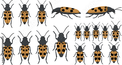 Ladybug Beetle Vector Collection with Asian Lady Beetles, Top Side Views, Group Arrangements and Detailed Spots for Nature, Insect and Garden Design Projects