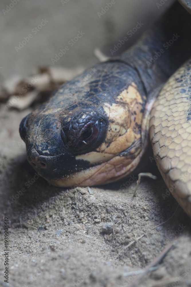 Fototapeta premium Close view of snake resting on ground in natural habitat