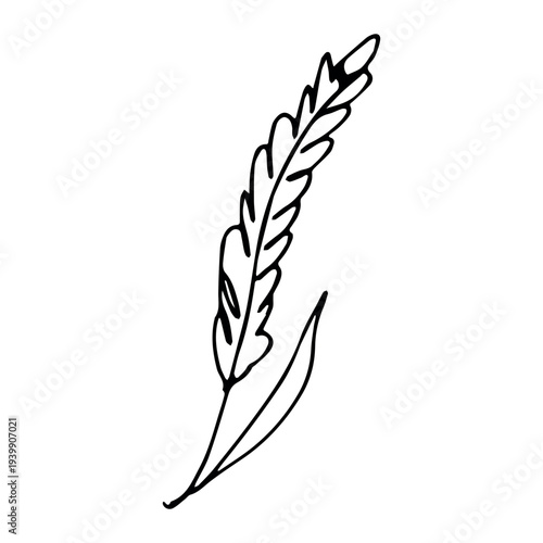 Hand drawn cereal wheat oat rye barley rice ears spikelet clipart Organic wheat bread agriculture farming harvest healthy food Single element for print packaging label design decor
