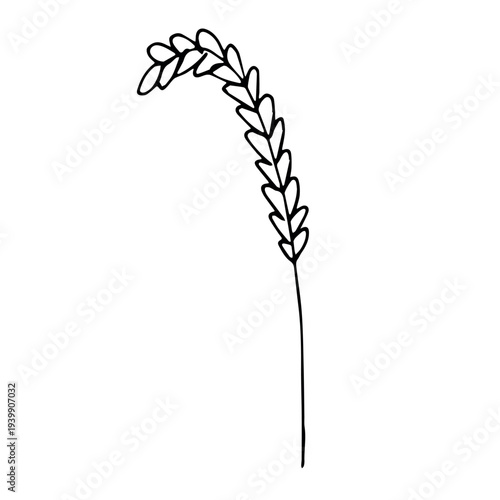 Hand drawn cereal wheat oat rye barley rice ears spikelet clipart Organic wheat bread agriculture farming harvest healthy food Single element for print packaging label design decor
